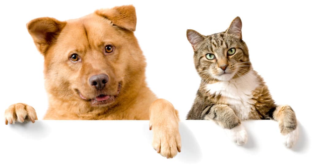 Assurance animaux